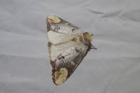 Phalera bucephala