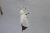 Spilosoma lubricipeda