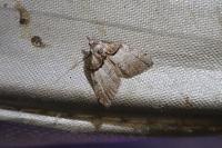 Nola cucullatella