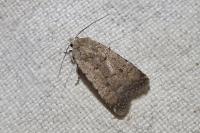 Caradrina clavipalpis