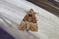 Mesoligia furuncula