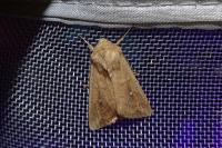 Mythimna ferrago