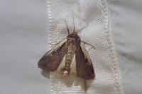 Ochropleura plecta