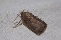 Agrotis bigramma