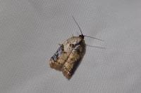 Acleris variegana