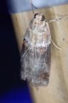 Acrobasis tumidana