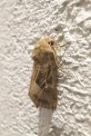 Luperina dumerilii