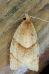 Clepsis rurinana