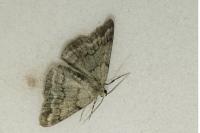 Pseudoterpna coronillaria