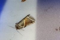 Habrosyne pyritoides