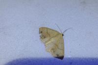 Cyclophora punctaria