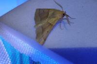 Crocallis elinguaria