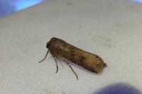 Agrotis segetum