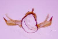 Blastobasis phycidella