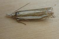 Crambus pascuella