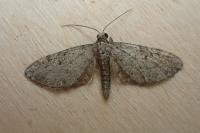 Eupithecia virgaureata