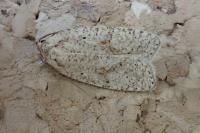 Agonopterix assimilella