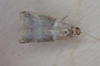 Acrobasis tumidana