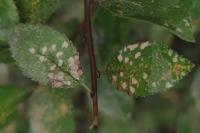 Coleophora anatipennella