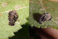 Coleophora anatipennella