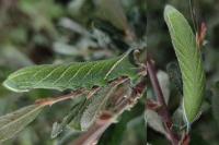 Smerinthus ocellatus