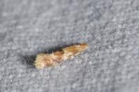 Bucculatrix ulmella