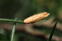 Coleophora albicosta