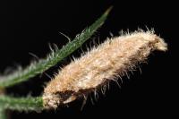 Coleophora albicosta