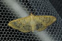 Patania ruralis