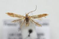 Coleophora lutipennella