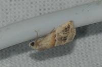 Eublemma parva
