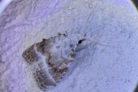 Meganola albula