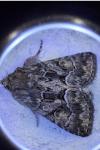 Thalpophila matura