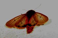 Phragmatobia fuliginosa