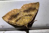 Camptogramma bilineata