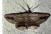 Menophra abruptaria