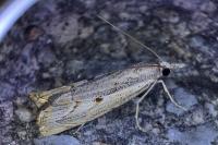 Agriphila geniculea