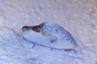 Cilix glaucata
