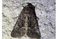 Thalpophila matura