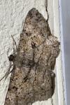 Peribatodes rhomboidaria