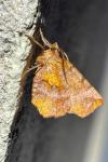 Selenia dentaria