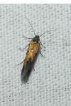 Chrysoesthia drurella