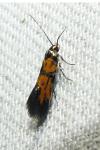 Chrysoesthia drurella