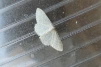 Idaea subsericeata