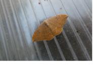 Watsonalla binaria
