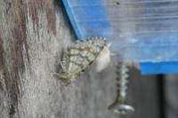 Chiasmia clathrata