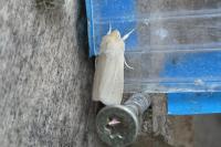 Mythimna pallens