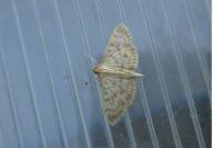 Patania ruralis