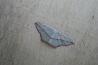 Timandra comae