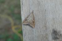 Udea ferrugalis